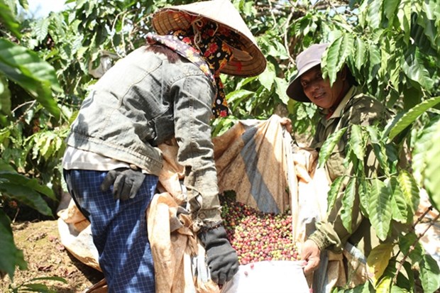 Lam Dong province recognises hi-tech coffee growing area hinh anh 1
