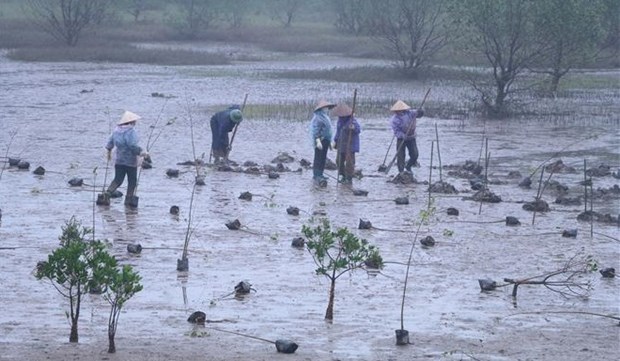 RoK-funded mangrove restoration project launched in Ninh Binh hinh anh 1