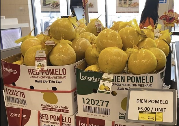 First batch of ‘Dien’ pomelos exported to UK hinh anh 1