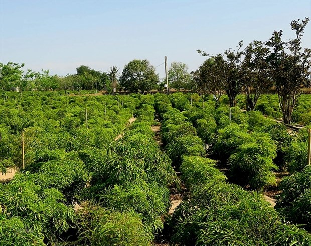 Ninh Thuan province focuses on farming of medicinal plants hinh anh 1