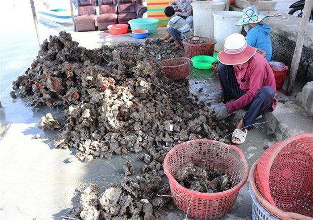 Vietnam, Japan boost cooperation in oyster production chains hinh anh 1