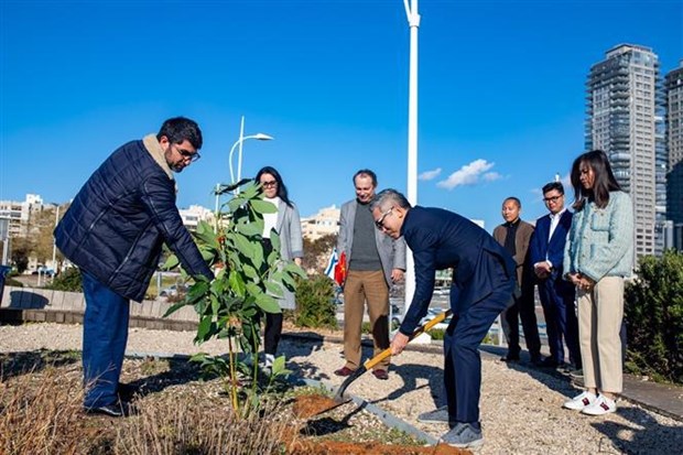 Tree-planting ceremony marks Vietnam-Israel diplomatic relations anniversary hinh anh 1