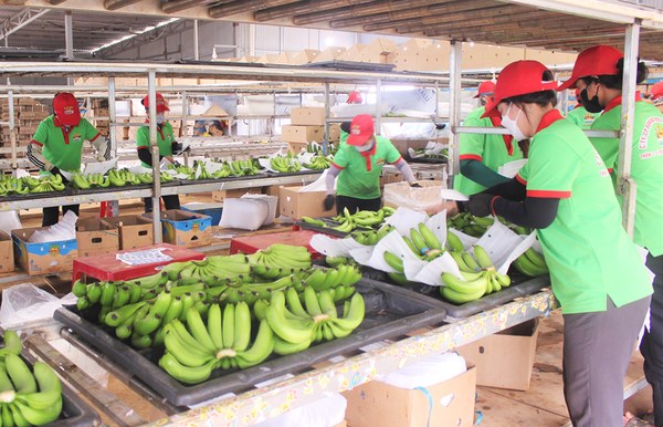 Good signs seen in fruit, vegetable export hinh anh 2