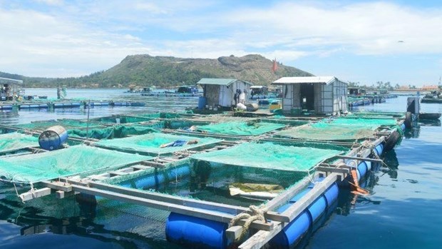 Aquaculture towards large commodity production hinh anh 1