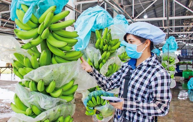 Vietnam’s dragon fruit, banana, durian export targets 2 billion USD in 2023 hinh anh 1
