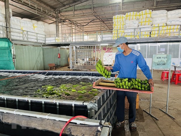 Dong Nai province to export over 500,000 tonnes of fresh bananas in 2023 hinh anh 1