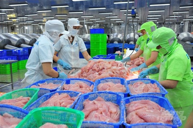 China begins large purchase of Vietnamese tra fish hinh anh 1