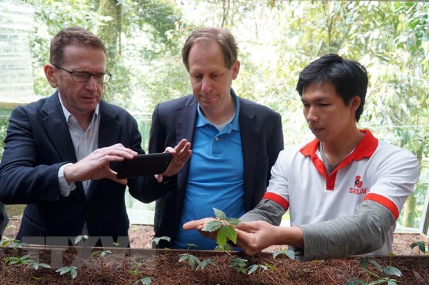 Foreign experts inspect Ngoc Linh ginseng cultivation in Quang Nam hinh anh 1