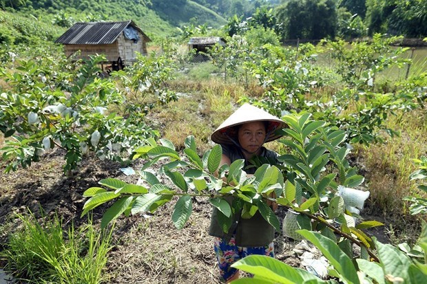 Toronto webinar highlights Vietnam’s poverty reduction experience hinh anh 1