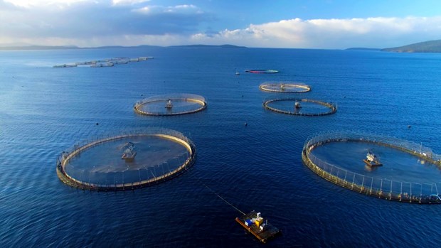 Vietnam eyes 1 billion USD from seaculture product exports by 2025 hinh anh 1
