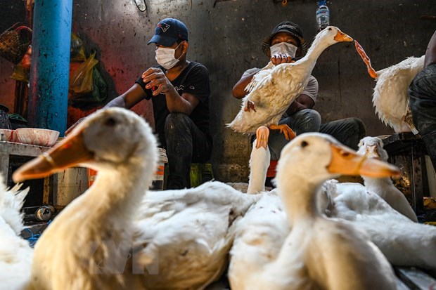 H5N1 bird flu in Cambodian province under control: authorities hinh anh 1
