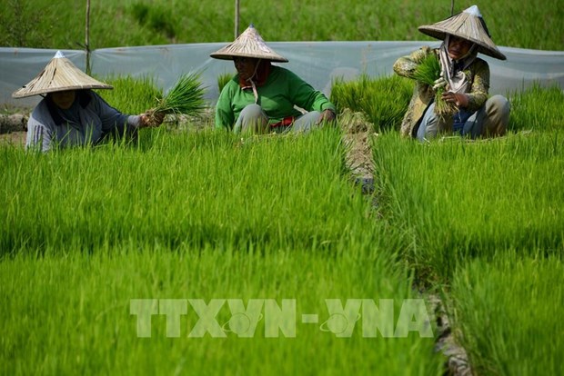 Indonesia announces e-Agriculture National Strategy hinh anh 1