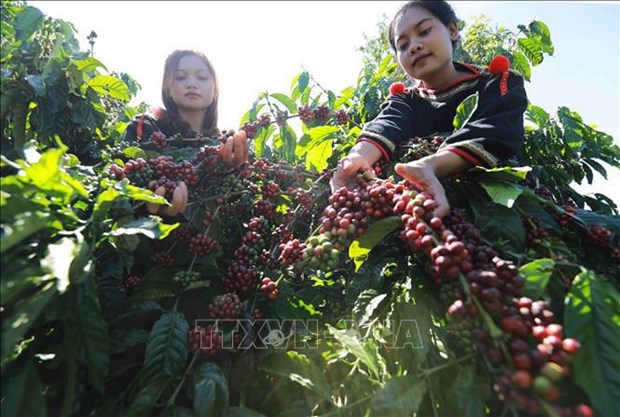 37 international delegations to join 8th Buon Ma Thuot coffee festival hinh anh 1
