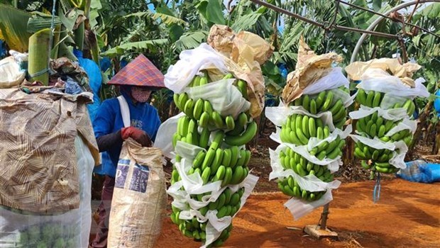Brand building for farm produce exported to China needed: experts hinh anh 1