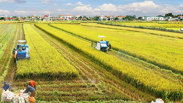 Public private partnership task force on rice established hinh anh 2