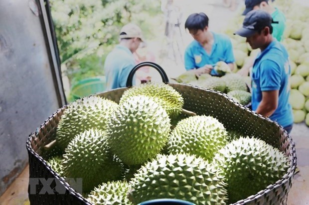 More Lam Dong durian farming area codes get approval from China hinh anh 1