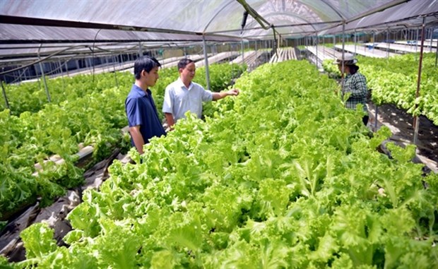 HCM City continues to make hi-tech, clean agriculture a priority hinh anh 1