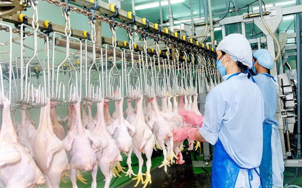 Domestic poultry sellers face tough competition from imported chicken hinh anh 1