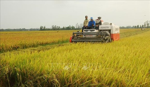 Norway funds Vietnam’s hybrid rice farming for climate change adaptation hinh anh 2