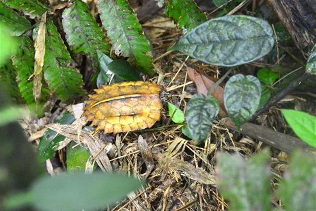 Rare turtle species conserved hinh anh 2