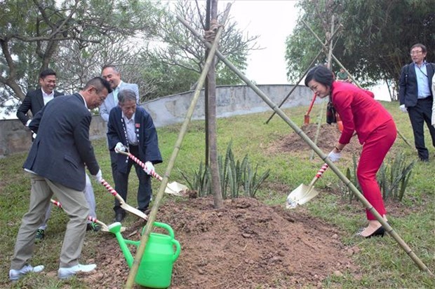 More cherry blossom trees planted in Hanoi park hinh anh 1