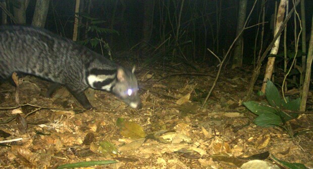 Rare civet species discovered in central natural reserve hinh anh 1