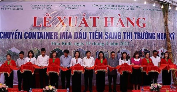 Hoa Binh province exports first batch of fresh sugarcane to US hinh anh 1