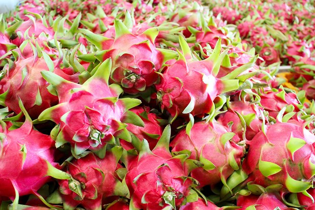 Dragon fruit export turnover reaches 47 million USD hinh anh 1