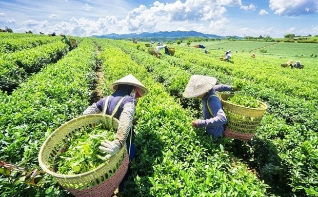 Tea export value to China skyrockets hinh anh 1