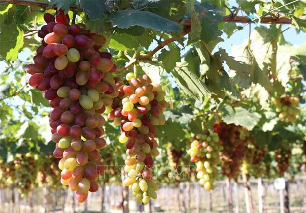 Ninh Thuan grape and wine festival 2023 to be held in June hinh anh 1