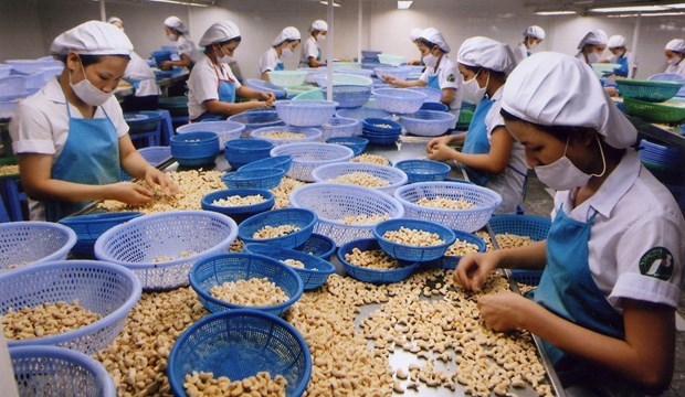 Cashew firms enhance processing to add value to products hinh anh 1