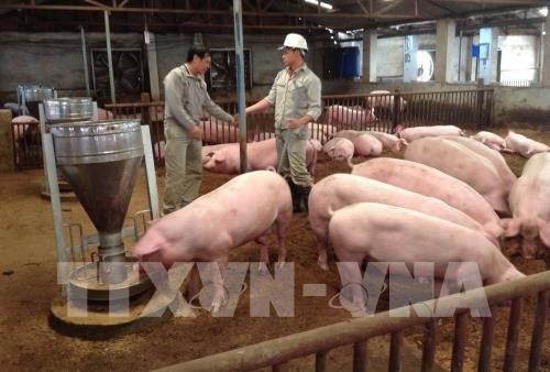 Project helps improve pork safety in Vietnam hinh anh 1