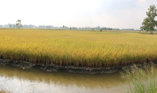 Mekong Delta to expand shrimp-rice farming hinh anh 1