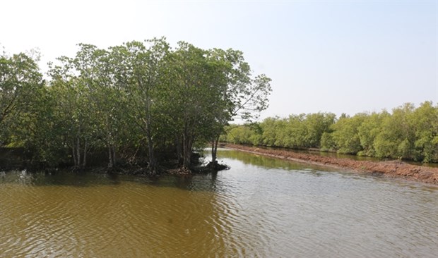 Mekong Delta to increase forest cover hinh anh 1