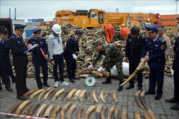 Education for Nature –Vietnam working to reduce ivory demand hinh anh 1