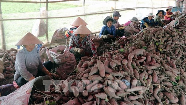 Vietnam ready to export first batch of sweet potatoes to China hinh anh 1