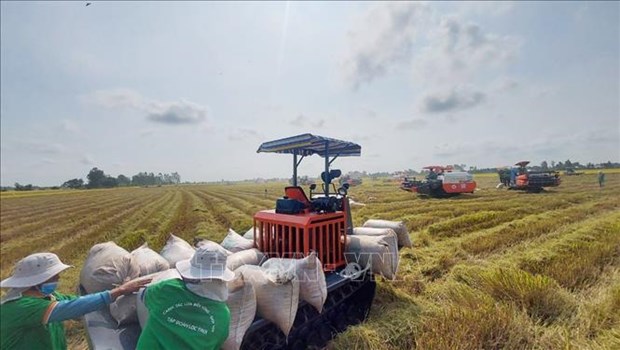 Vietnam exports 1.7 million tonnes of rice in Q1 hinh anh 1