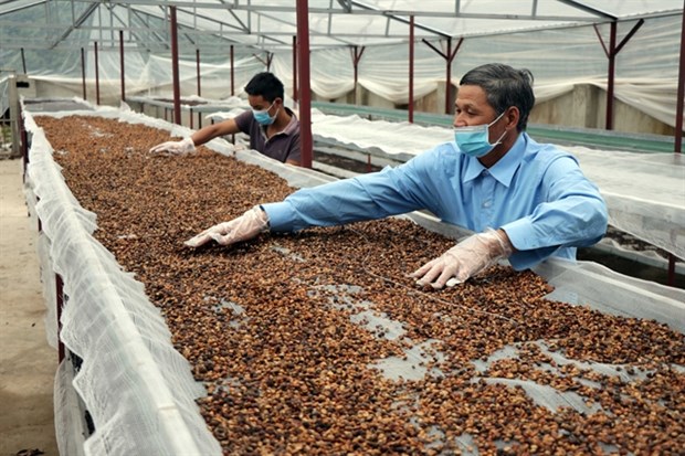 Stocks of coffee producers less appealing on market hinh anh 1