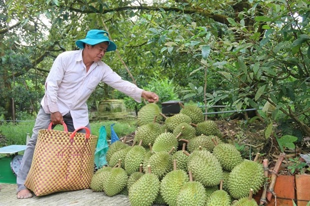 Vietnam's agricultural products face more difficulties in export to China hinh anh 1