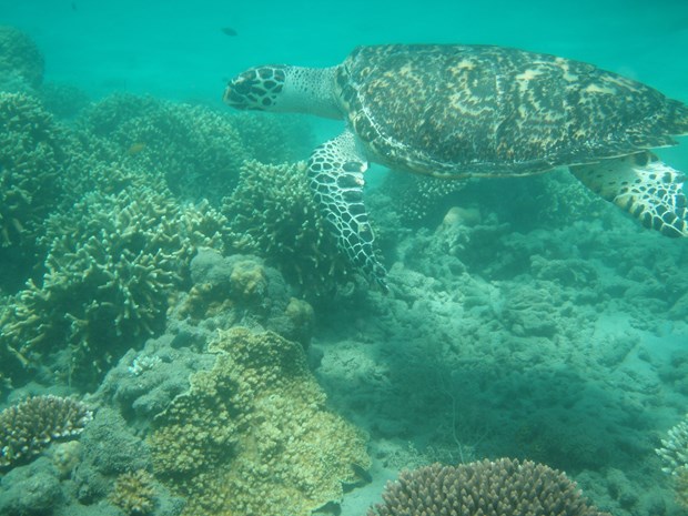 Sea turtle nesting season starts at Con Dao National Park hinh anh 1