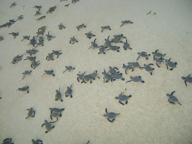 Sea turtle nesting season starts at Con Dao National Park hinh anh 2
