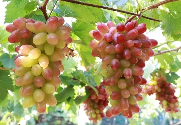 Ninh Thuan province to host grape and wine festival in June hinh anh 1