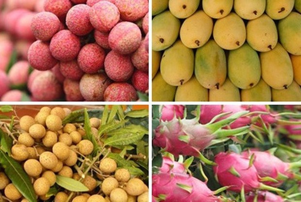 Vietnamese fruits gain strong foothold in Australia hinh anh 1