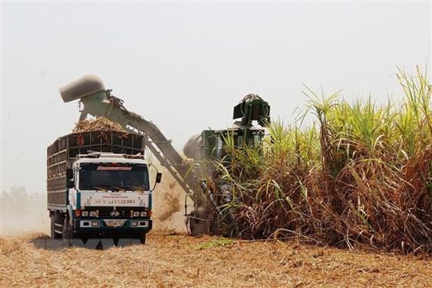 Thailand’s sugar cane output lower than expected hinh anh 1
