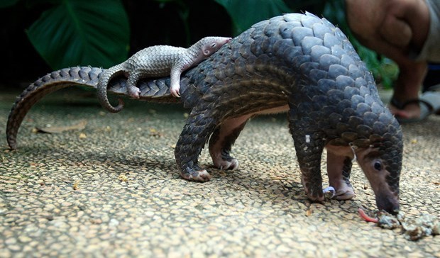 Endangered Sunda pangolins released into wild in Ninh Binh hinh anh 1