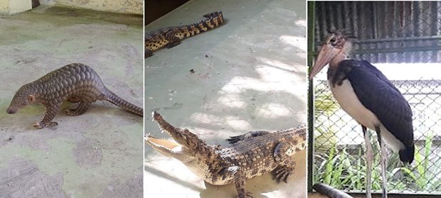 Tay Ninh: 444 wild animals released to nature hinh anh 2