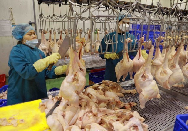 Poultry meat export signals recovery: department hinh anh 1