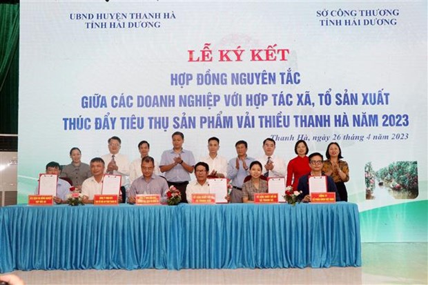 Hai Duong province works to ensure smooth lychee sales hinh anh 2