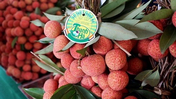Hai Duong province works to ensure smooth lychee sales hinh anh 1