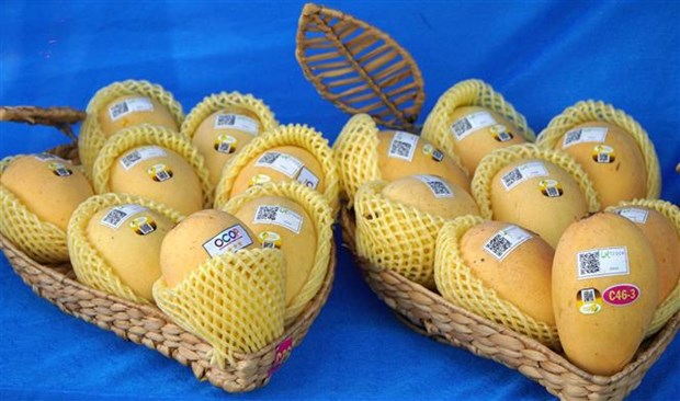 Vietnam ranks third in exporting mango to RoK hinh anh 1